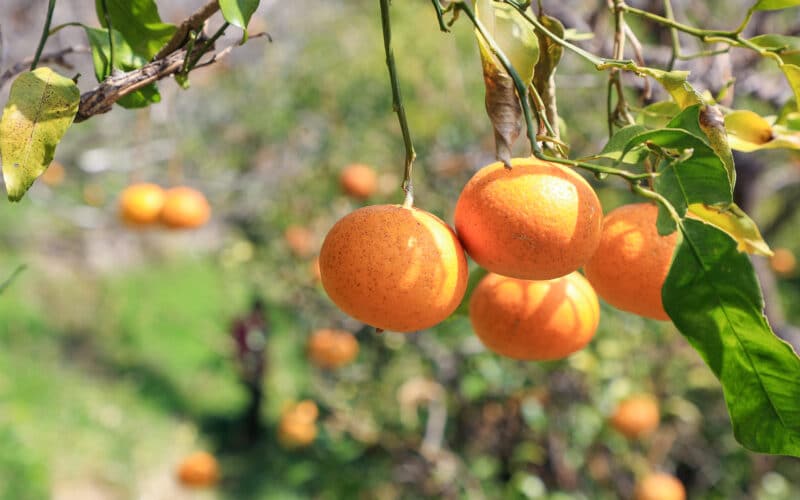 Is art a mandarin orange? Is mandarin orange an art? -Through the ideas of cultivating heaven and earth and Kanae Yamamoto-