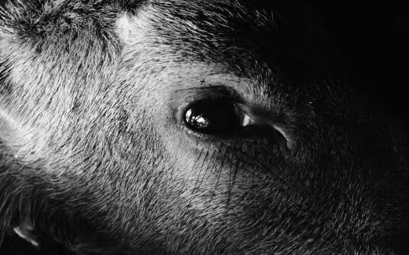 忘却は血を巡る ―「遠野巡灯篭木」から「ややこしき いざなみ」へ―